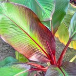 Banánovník habešský (Ensete ventricosum) ´MAURELII´ - výška 140-190 cm, kont. C9L (-5°C) 